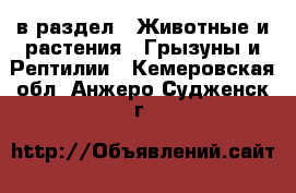  в раздел : Животные и растения » Грызуны и Рептилии . Кемеровская обл.,Анжеро-Судженск г.